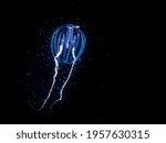 A closeup shot of a glowing blue aequorea victoria jellyfish in the black water
