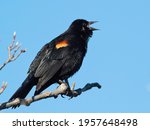Small photo of A close-up side view of a red-winged blackbird shrieking while sitting on a branch