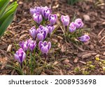 A closeup of the blossomed beautiful purple crocuses in the park