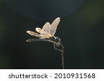 Dragonfly on a stick image - Free stock photo - Public Domain photo ...