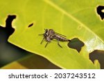 Small photo of The Asilidae are the robber fly family, also called assassin flies The name "robber flies" reflects their notoriously aggressive predatory habits