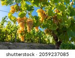 A closeup shot of grapevines growing in a vineyard in  Friuli Venezia Giulia, Italy