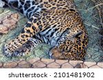 A Closeup Shot Of A Jaguar...