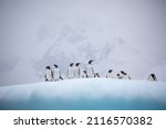 A group of Gentoo Penguins on a snowy hill in Antarctica