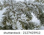 Some snowy needles of a coniferous tree in Iller Creek, Spokane Valley, the USA