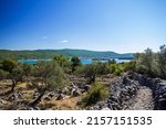 A beautiful landscape view of olive gardens on the slope of the mountain next to the shore of the Adriatic sea, Krk island, Croatia