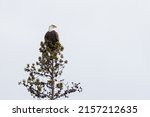 A bald eagle perched at the top ...