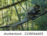 Small photo of A monkey chomping on an egg for breakfast on a rope