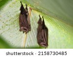 Leaf-nosed bat under a leaf  Exotic bats in the jungle  in Central America, Costa Rica