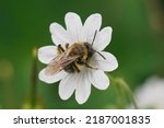 Small photo of Closeup on a female Gwynne's mining bee, Andrena bicolor on a white Geranium pyrenaicum flower in the garden