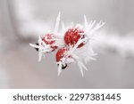 A closeup of rosehips covered by frost on light background