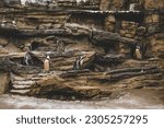 A group of cute penguins standing on the rock formations near the water