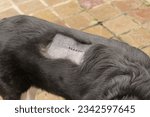 Small photo of Detailed closeup on a black-haired herder dog with a sewn scar and threads from veterinarian surgery to remove a tumor