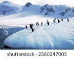 Small photo of The Antarctica chinstrap penguins standing on the icy snow-covered terrain