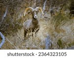 A sierra nevada bighorn sheep in a forest in the daylight