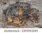 Small photo of A Puff Adder (Bitis arietans), a highly venomous snake from South Africa