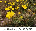 Small photo of A closeup of Tetraneuris scaposa (Stemmy four-nerve daisy) flowers growing in a field