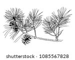 Hand Drawn Pine Tree Branch...