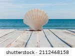 Beautiful Shell In Front Of...
