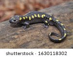 Spotted Salamander Adult Macro...