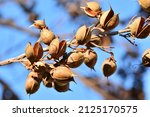 Small photo of Open seed capsules on the branches of a paulownia tomentosa tree in winter