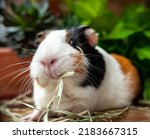 Cute Guinea Pig Eating Hay