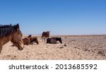 Namib Desert Horse Is A Feral...
