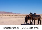 Namib Desert Horse Is A Feral...