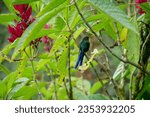 Small photo of Male long-tailed sylph hummingbird or colibri sitting on a green twig of a tree. Location: Mindo Lindo, Ecuador