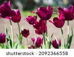 Tulip Merlot   Blooming Purple...