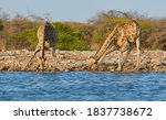 In Namibia  Two Giraffes Drink...