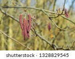Small photo of The red alder blossoms(Alnus rubra) close-up. Red flowers of an alder on a yellowish bokeh background. The beginning of spring, trees waken