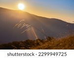 Stem of dry grass against the backdrop of dawn in the mountains. Picturesque sunny morning in the Carpathians