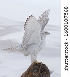 A white gyrfalcon posing on a rock with snow background.
