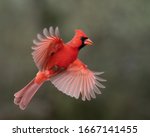 Northern Cardinal Coming In For ...