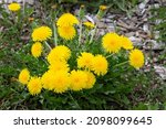 Yellow flowers of dandelions in ...