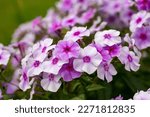 Small photo of Closeup of pretty pink striped phlox flowers, variety Phlox maculata Natascha, in a garden