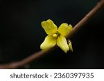 Yellow blooming Forsythia flowers in spring close up.Forsythia intermedia, or border forsythia is an ornamental deciduous shrub of garden origin.