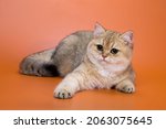 Small photo of British shorthair male cat a golden chinchilla with green eyes in a magnificent plush thick coat with a lovely thick plush tail on an orange background in a lying position