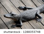 Angry Alligator On A Wooden Dock