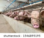 Small photo of Gestating sow in gestation unit with stall in intensive swine farm