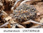 Wolf Spider With Baby Spiders...