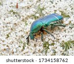 Metallic Green Beetle  Chafer...