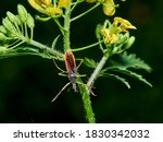 Leafhopper Assassin Bug. Zelus...