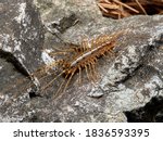House centipede. Scutigera coleoptrata in a natural enviroment. 
