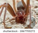 Mediterranean recluse spider....