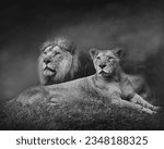 Lion couple relaxing in black and white format like a painting