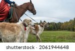 Small photo of Beautiful russian borzoi or greyhound dogs with horse. Close-up view of dogs and hotse heads. Animal concept. Historical reconstruction of the traditional hunting with russian borzoi dogs.