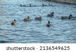Waterfowl ducks and drakes on a winter river near open water in the city. A flock of ducks in the cold water. Ducks are waiting for food from people. Fauna ecosystem. Winter time.