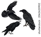 Set Of Black Birds Crows Corvus ...